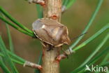 chlorochroa pinicola