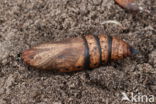 Elephant Hawk-moth (Deilephila elpenor)