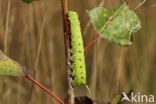 Poplar Hawk-moth (Laothoe populi)