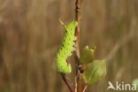 Poplar Hawk-moth (Laothoe populi)