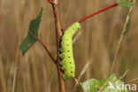 Poplar Hawk-moth (Laothoe populi)