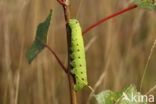 Poplar Hawk-moth (Laothoe populi)