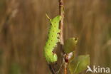 Poplar Hawk-moth (Laothoe populi)