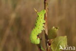 Poplar Hawk-moth (Laothoe populi)
