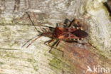 bladpootrandwants (leptoglossus occidentalis)