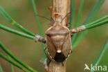chlorochroa pinicola