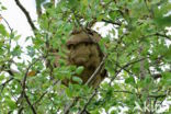 vespa velutina