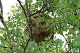 vespa velutina