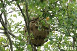 vespa velutina