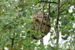 vespa velutina