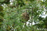 vespa velutina