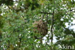 vespa velutina