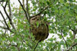 vespa velutina