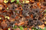 Black Trumpet (Craterellus cornucopioides)