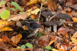 Black Trumpet (Craterellus cornucopioides)