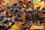Black Trumpet (Craterellus cornucopioides)