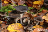 Black Trumpet (Craterellus cornucopioides)