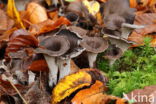 Black Trumpet (Craterellus cornucopioides)