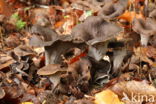 Black Trumpet (Craterellus cornucopioides)