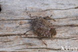 bruingemarmerde schildwants (halyomorpha halys)