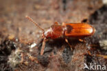 rusty grain beetle (Cryptolestes ferrugineus)