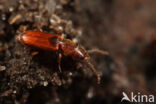 rusty grain beetle (Cryptolestes ferrugineus)