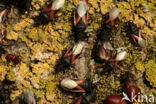 lindenspitskop (Oxycarenus Lavaterae)