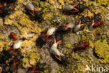 lindenspitskop (Oxycarenus Lavaterae)