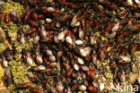 lindenspitskop (Oxycarenus Lavaterae)