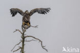 White-tailed Sea Eagle (Haliaeetus albicilla)
