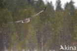 White-tailed Sea Eagle (Haliaeetus albicilla)