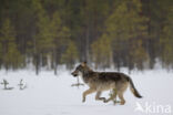 Grey Wolf (Canis lupus)