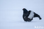 Black Grouse (Tetrao tetrix)