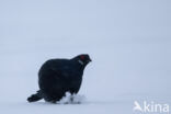 Black Grouse (Tetrao tetrix)