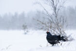 Black Grouse (Tetrao tetrix)