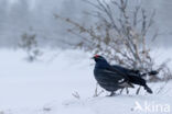 Black Grouse (Tetrao tetrix)