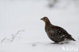 Black Grouse (Tetrao tetrix)