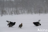 Black Grouse (Tetrao tetrix)