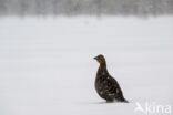 Black Grouse (Tetrao tetrix)