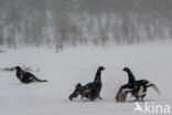 Black Grouse (Tetrao tetrix)
