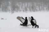 Black Grouse (Tetrao tetrix)