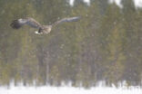 Zeearend (Haliaeetus albicilla)