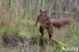 Red Squirrel (Sciurus vulgaris)