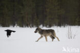 Grey Wolf (Canis lupus)