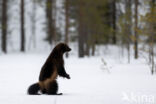 Wolverine (Gulo gulo luscus)
