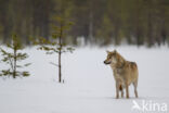 Grey Wolf (Canis lupus)