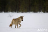 Grey Wolf (Canis lupus)