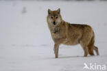 Grey Wolf (Canis lupus)