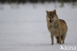 Wolf (Canis lupus)