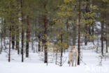 Wolf (Canis lupus)